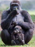 Gorillas