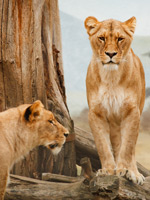 Lions