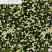 Green Woodland Camo Oracal 651 Vinyl Size