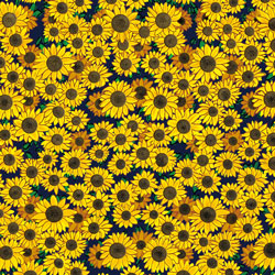 Printed Pattern Vinyl - Glossy - Sunflowers 12" x 12" Sheet