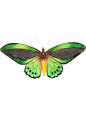 Bright Green Butterfly
