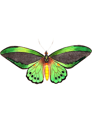 Bright Green Butterfly