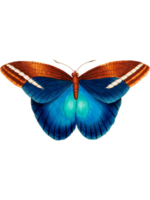 Copper Blue Butterfly