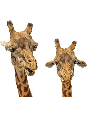 Giraffe Faces