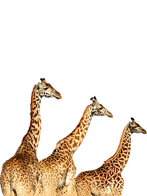 Giraffes