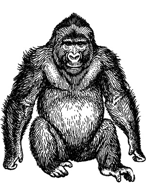 Gorilla Line Art