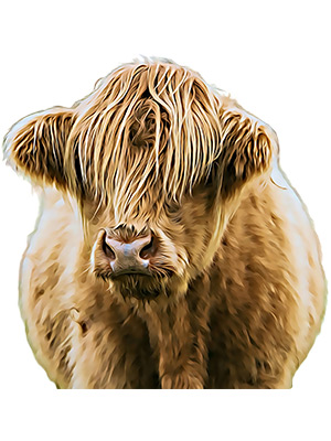 Highland Cow