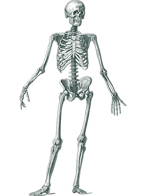 Human Skeleton