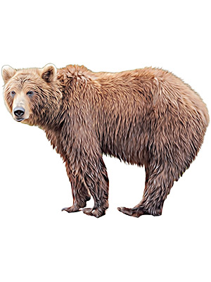 Kamchatka Brown Bear