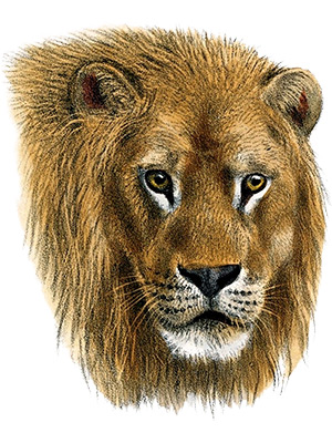 Lions Head Drawing
