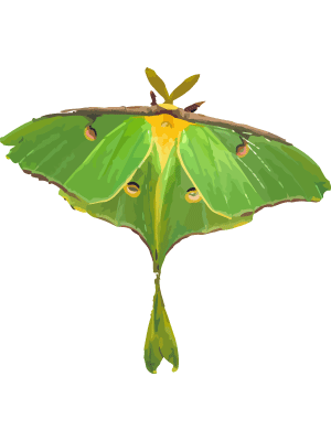 Luna Moth Watercolor