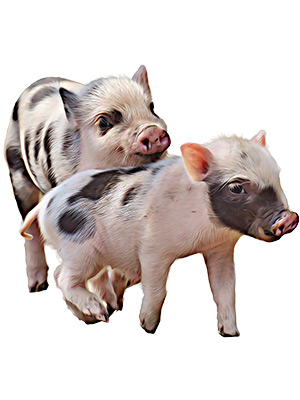 Piglets