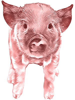 Pink Baby Pig