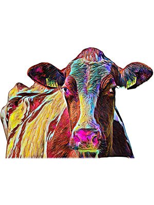 Rainbow Colored Cow