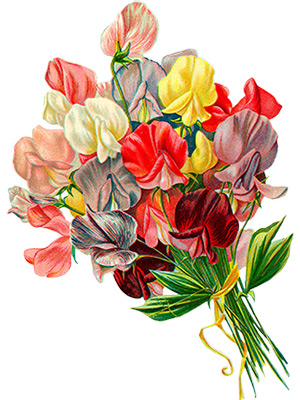 Sweet Peas Bouquet