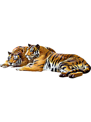 Tigers At Rest