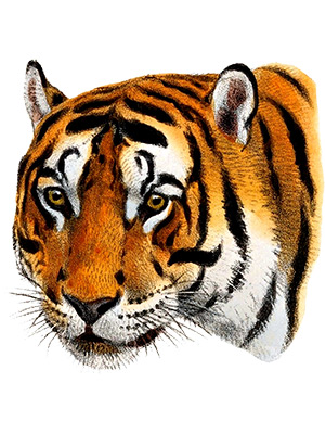 Tigers Head Drawing