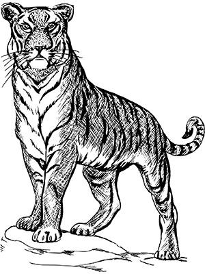Transparent Tiger Drawing