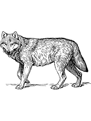 Transparent Wolf Line Art