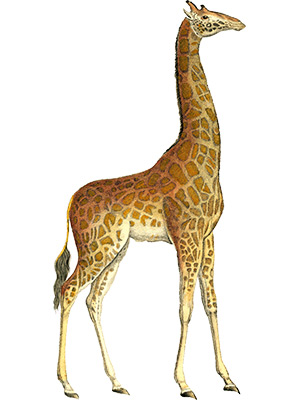 Vintage Giraffe Full