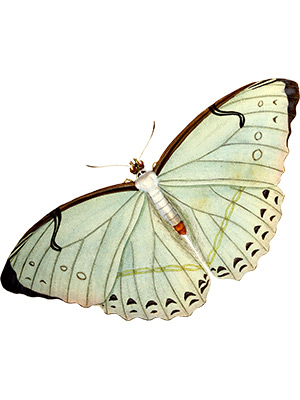 White Vintage Moth