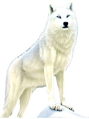 White Wolf Enchanted