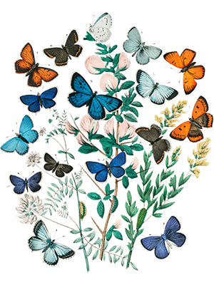 Colorful Butterflies