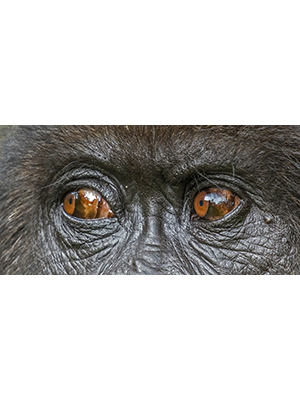 Mountain Gorilla Eyes
