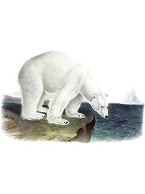 Polar Bear Painting